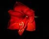Amaryllis - Autumn 2019 - X