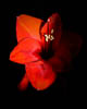 Amaryllis - Autumn 2019 - XI