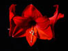 Amaryllis - Autumn 2019 - XII