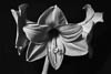 Amaryllis - Autumn 2019 - XIII