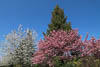 Konstanz in times of Corona - CXI