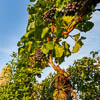 Konstanz Corona Sommer 2020 - LXXV