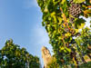 Konstanz Corona Sommer 2020 - LXXVI