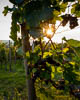 Konstanz Corona Sommer 2020 - LXXVIII