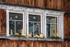 Silvesterchlausen - Appenzell - XVIII
