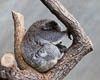 Zürich Januar 2020 Zoo - IV