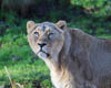 Zürich Januar 2020 Zoo - XVII