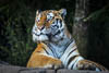 Zürich Januar 2020 Zoo - XIX