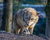 Zürich Januar 2020 Zoo - XXI