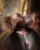 Zürich Januar 2020 Zoo - XXV