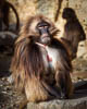 Zürich Januar 2020 Zoo - XXVI