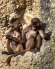 Zürich Januar 2020 Zoo - XXIX