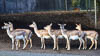 Zürich Januar 2020 Zoo - XXXIV