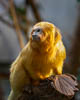 Zürich Januar 2020 Zoo - XLII