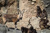 Zürich Zoo 2023 - VIII