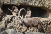 Zürich Zoo 2023 - IX