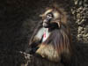 Zürich Zoo 2023 - XIV