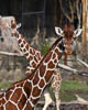 Zürich Zoo 2023 - XXVII